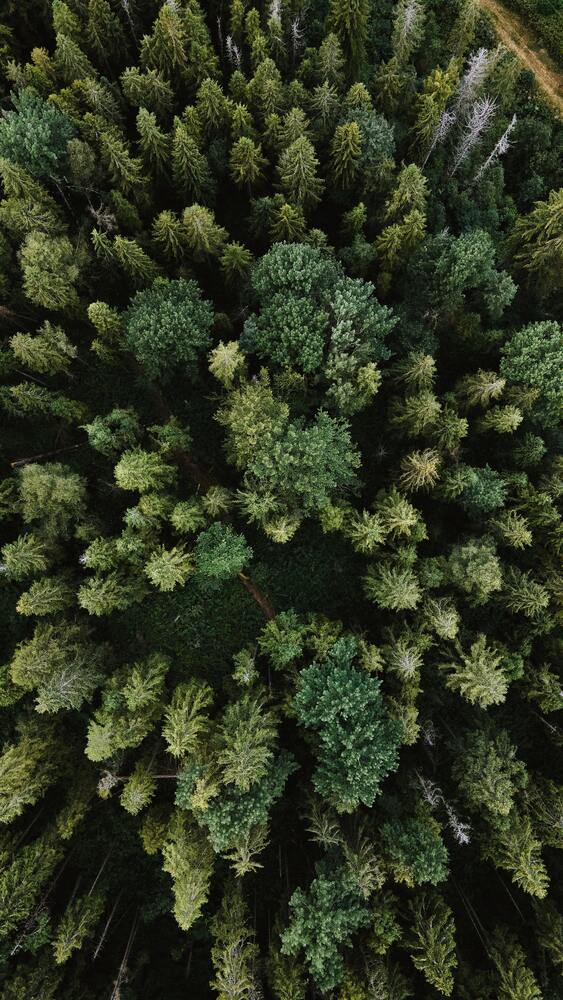 Photo aérienne d'une forêt de sapins.
