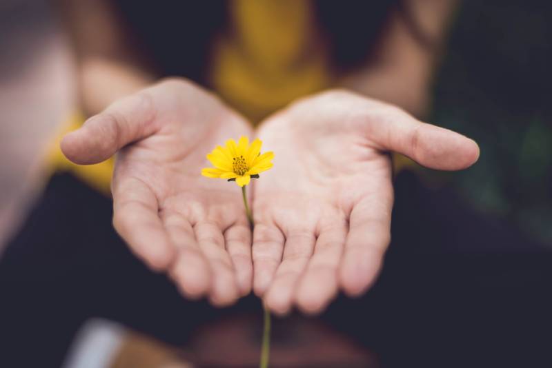 Photo de deux mains ouvertes qui présentent une fleur.